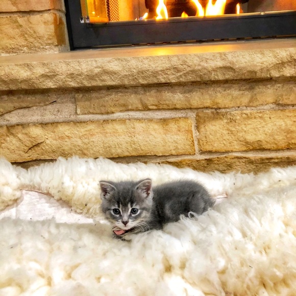 Meet your Posher, Gashmell. - Picture 6 of 12